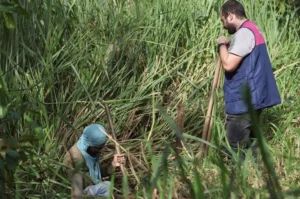 Ofrenda Verde - Fundación La Ofrenda